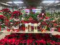 Flors I Plantes Ricardo Font
