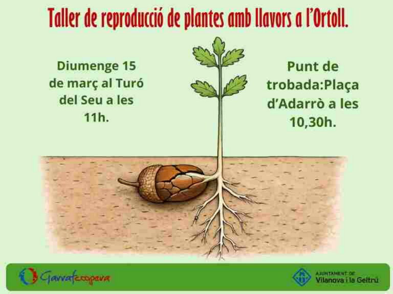 taller de reproduccio de plantes amb llavors a l ortoll